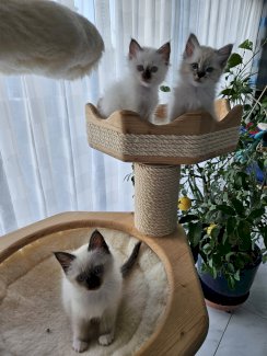 Reinrassige Heilige Birma Kitten - Gratis-inserat.com
