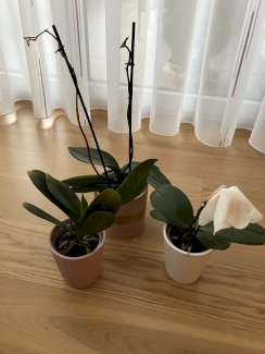 3 Orchideen
