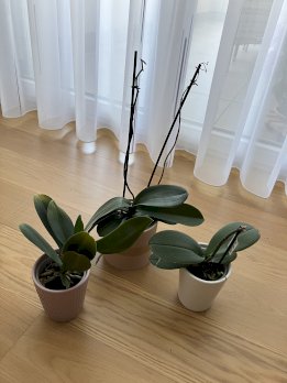 3 Orchideen