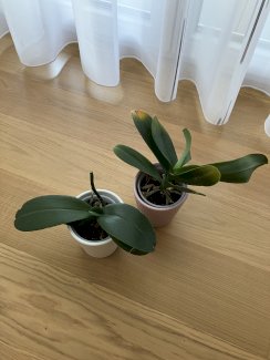 2 Orchideen 