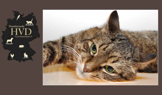 Katzenverein,Rassekatzenverein,Verein für Katzenzüchter - Gratis-inserat.com