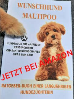Der Maltipoo, Malteser x Kleinpudel, Rasse-Portrait,Dog