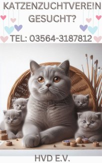 Katzenzuchtverein ohne Katzenausstellung, Katzenzüchter - Gratis-inserat.com