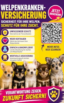 Beste Krankenversischerung für alte Hunde & Welpen Tipp
