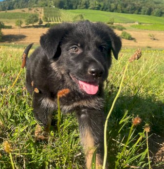 Deutsche Schäferhund Welpen Rüden (3)