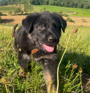 Deutsche Schäferhund Welpen Rüden (3)