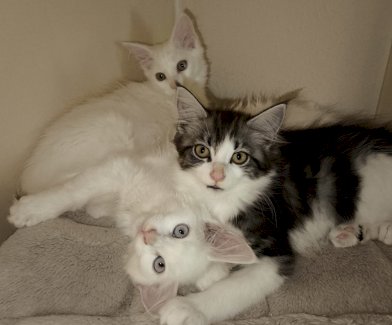 Reinrassige Maine Coon Kitten - Gratis-inserat.com