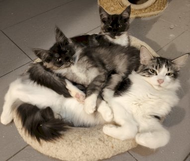 Maine Coon Kitten Reinrassig