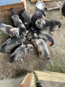 Schäferhund Welpen Langhaar