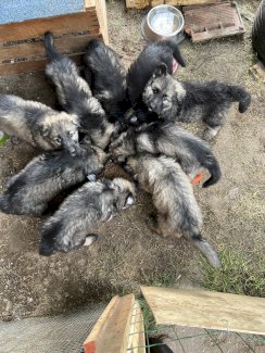 Schäferhund Welpen Langhaar