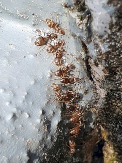 Ameisenbekämpfung mit der Gel Methode.