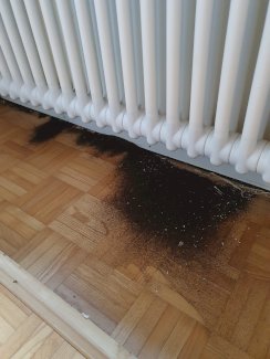 Schädlingsbekämpfung Thurgau, St. Gallen, Appenzell, FL.