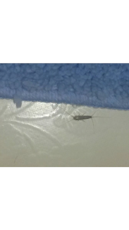 Silberfische - Papierfische bekämpfen. St. Gallen, Thurgau, Appenzell, Liechtenstein.